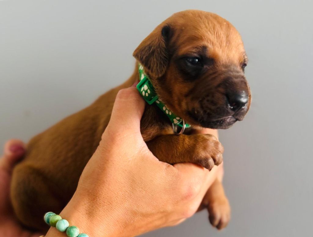 Angama - Chiots disponibles - Rhodesian Ridgeback