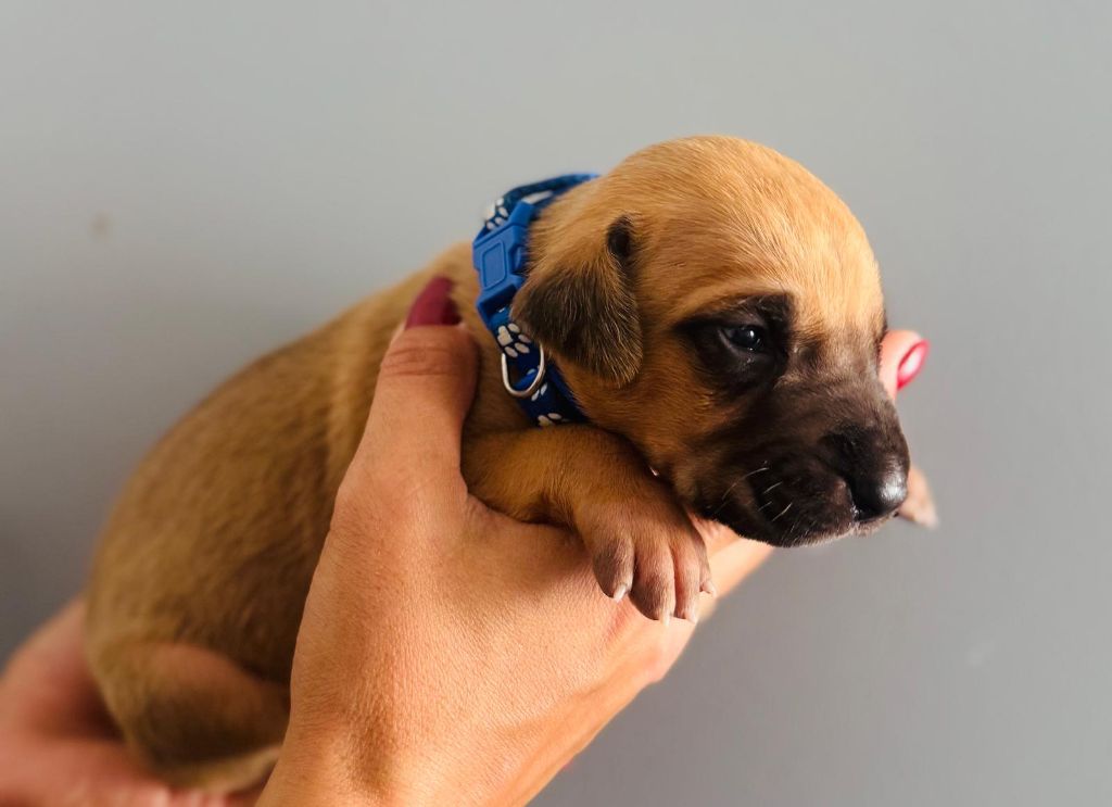 Angama - Chiots disponibles - Rhodesian Ridgeback